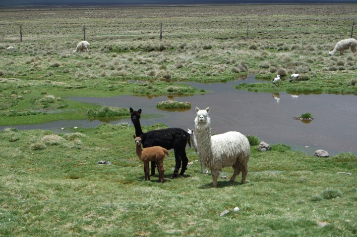 SAMSUNG CAMERA PICTURES